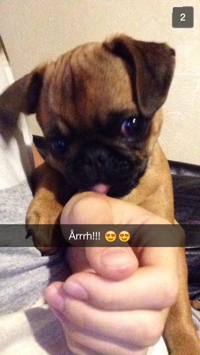 Mops Eddie billede 4