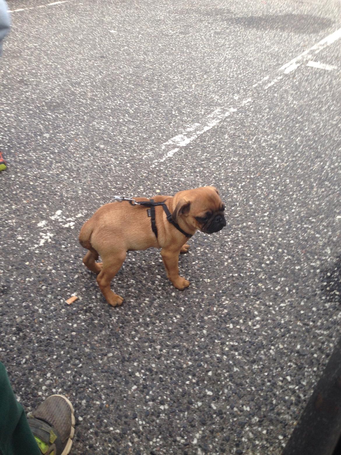 Mops Eddie billede 5