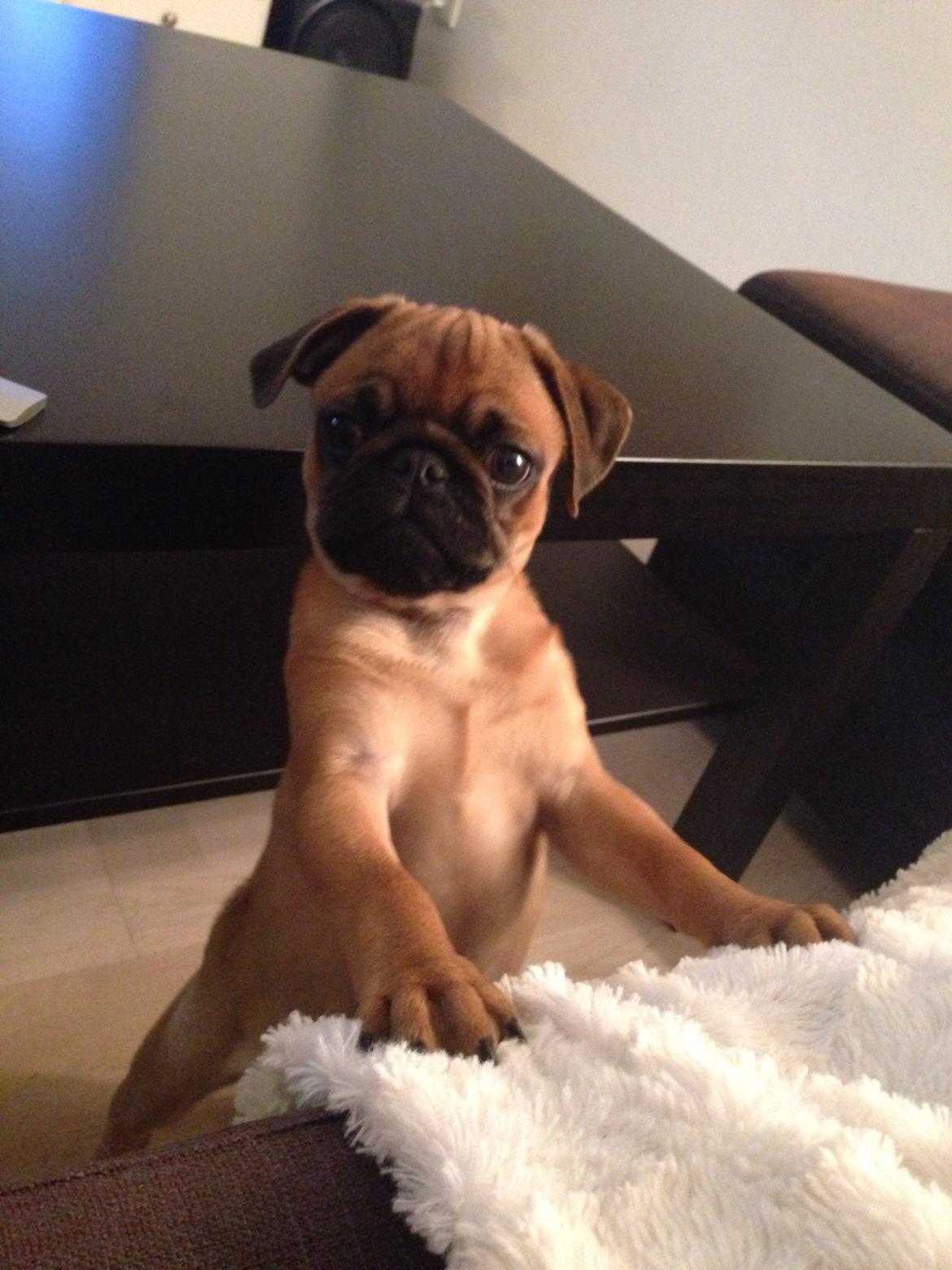 Mops Eddie billede 6