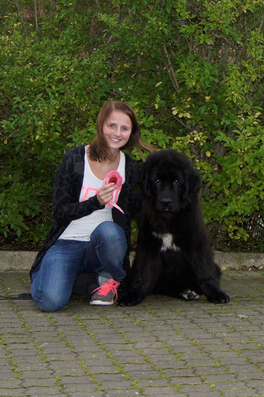 Newfoundlænder Lucas billede 2