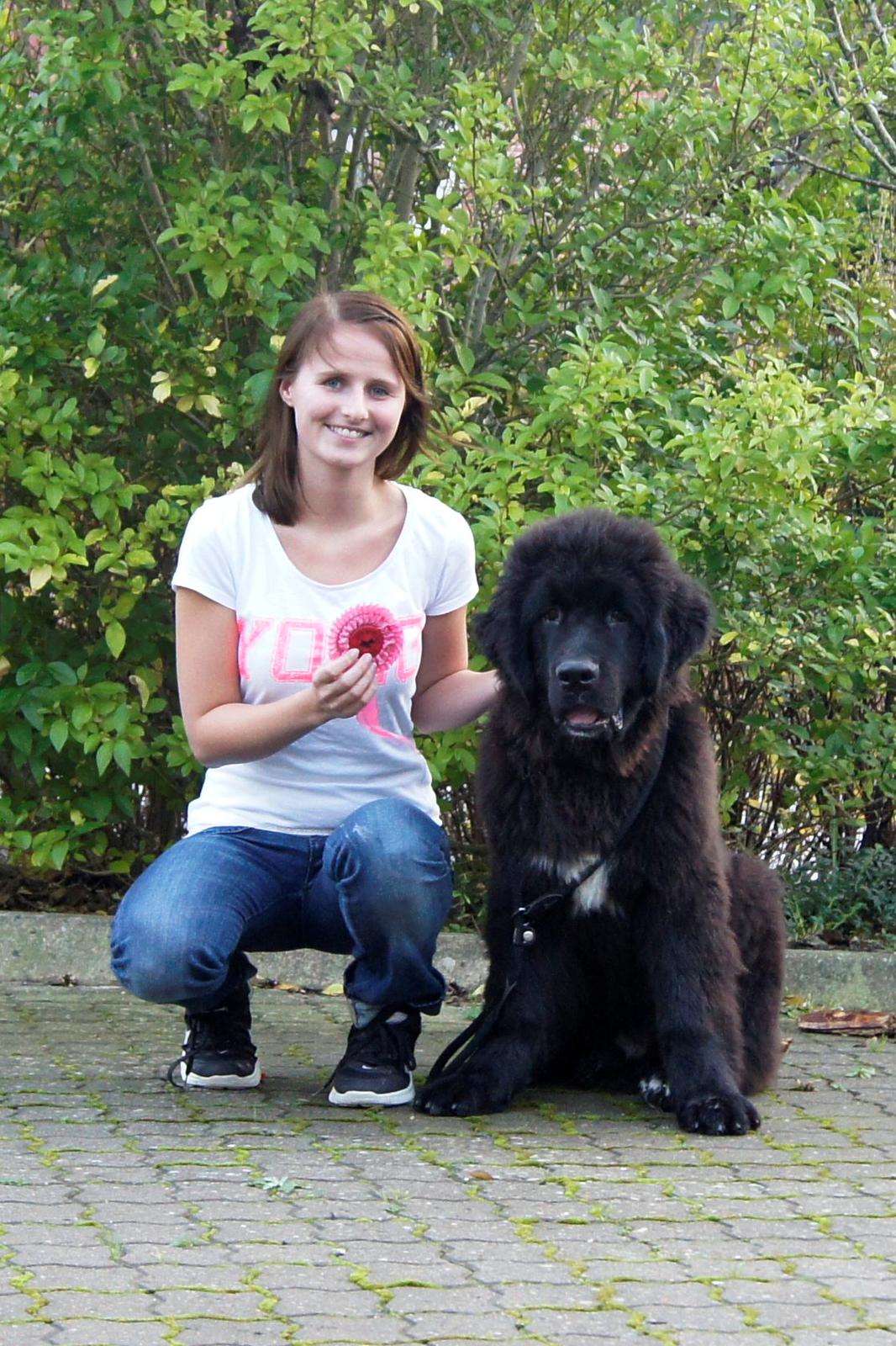 Newfoundlænder Lucas billede 3