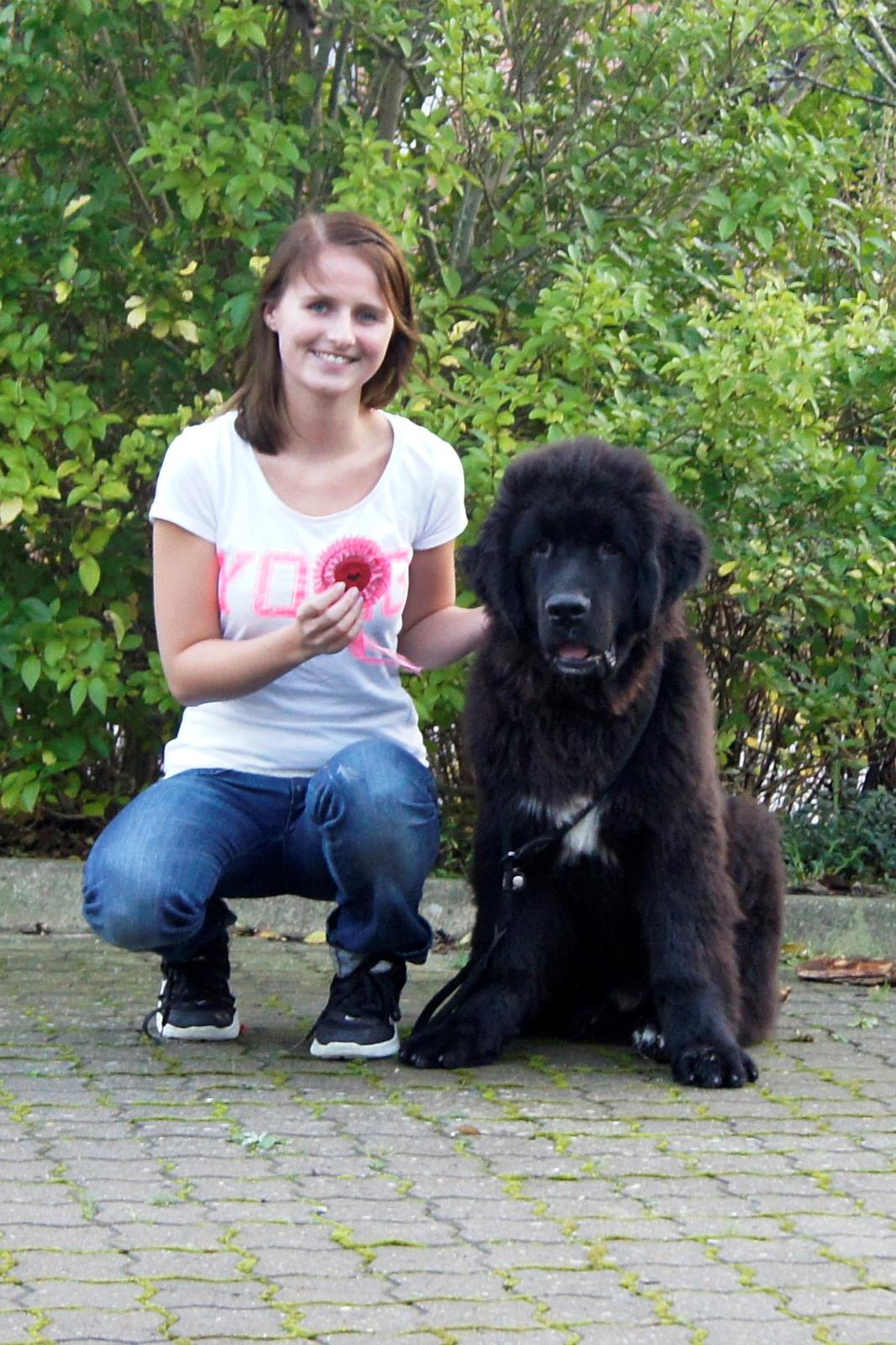 Newfoundlænder Lucas billede 5