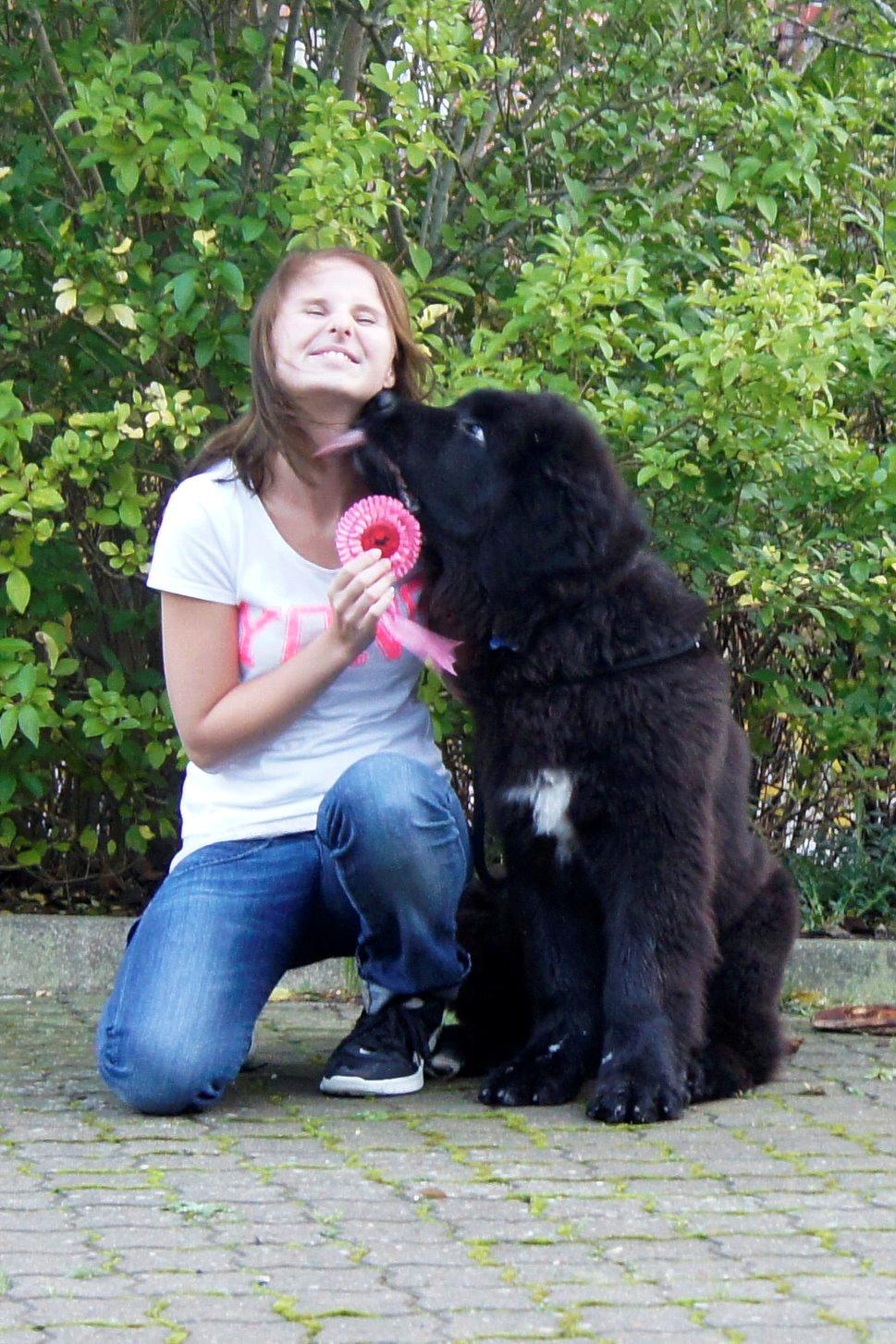 Newfoundlænder Lucas billede 4