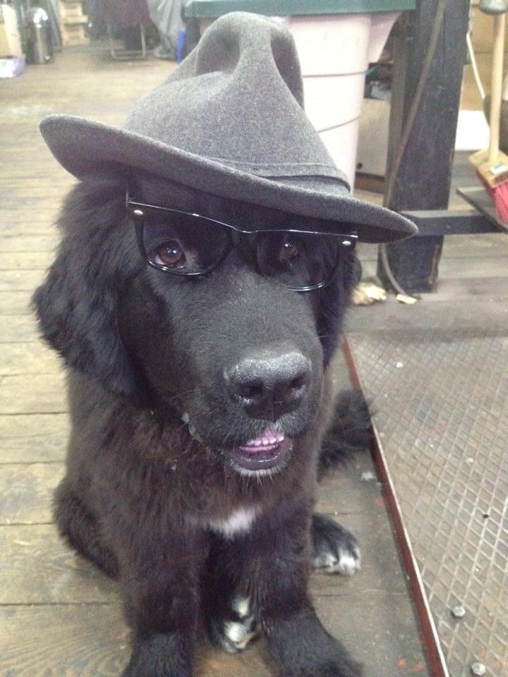 Newfoundlænder Lucas billede 6