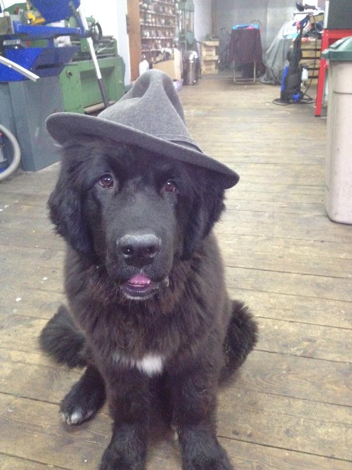 Newfoundlænder Lucas billede 7