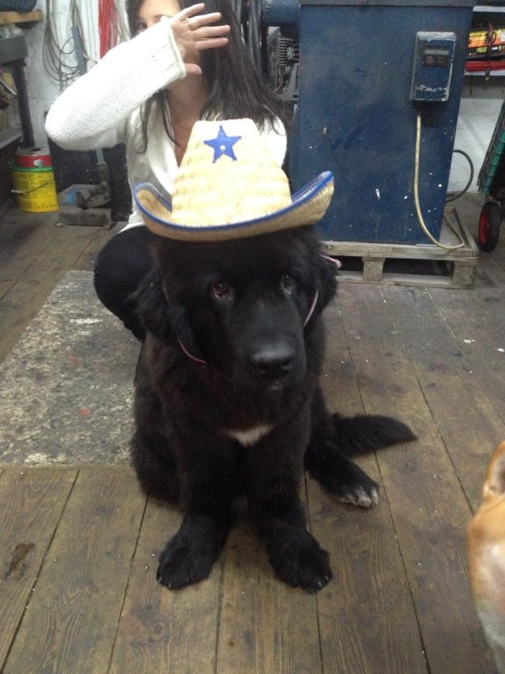 Newfoundlænder Lucas billede 8