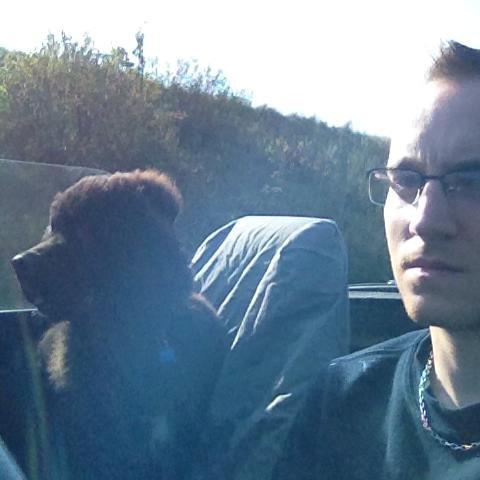 Newfoundlænder Lucas billede 19