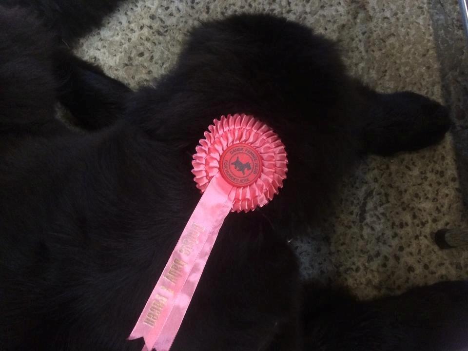 Newfoundlænder Lucas billede 20