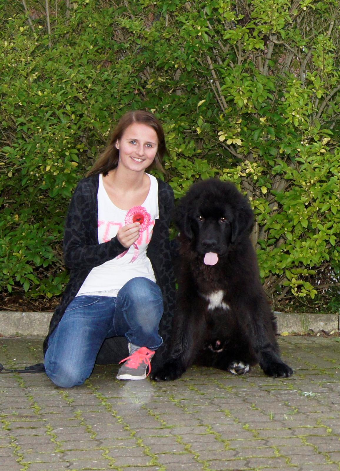 Newfoundlænder Lucas billede 1