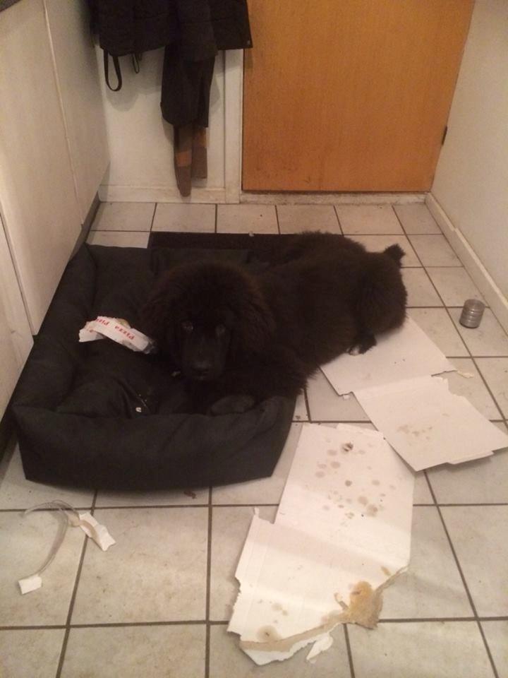 Newfoundlænder Lucas billede 21