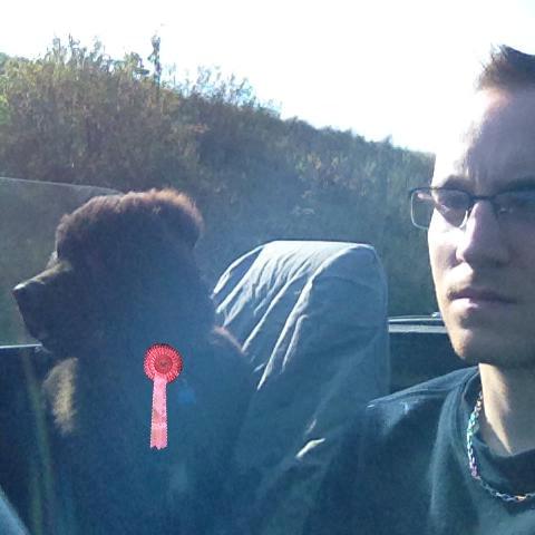 Newfoundlænder Lucas billede 22