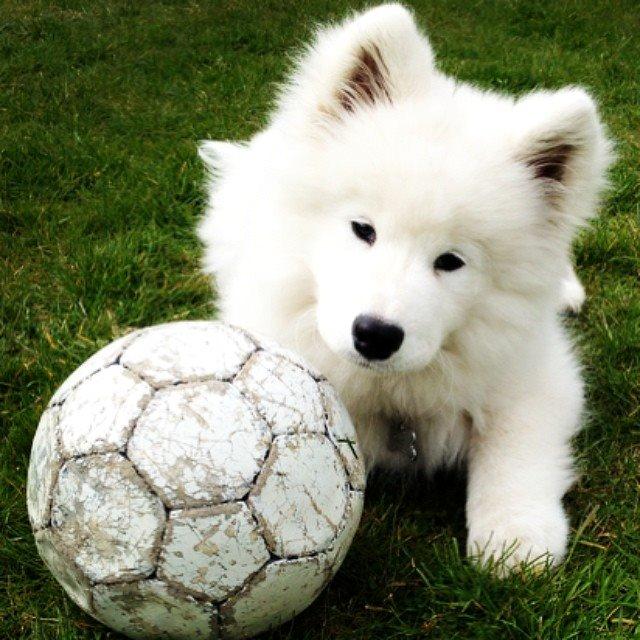 Samojedhund Eya billede 1