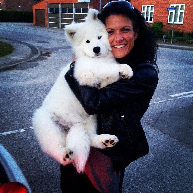 Samojedhund Eya billede 4