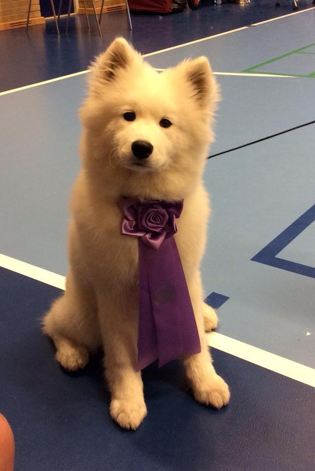 Samojedhund Eya billede 5