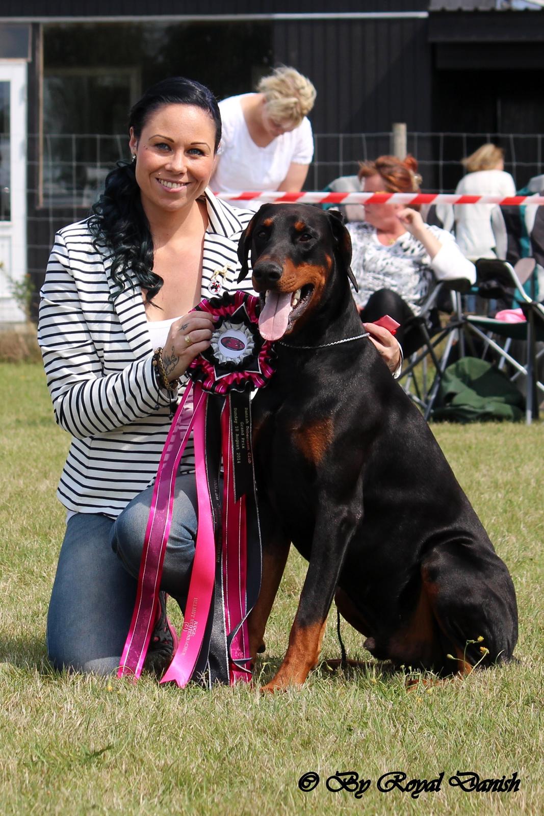 Dobermann Destiny´s Phoenix In The Spotlight aka Bentley billede 2