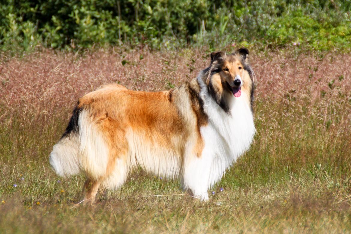 Collie langhåret Ebony Moor´s Adorable Alba billede 29