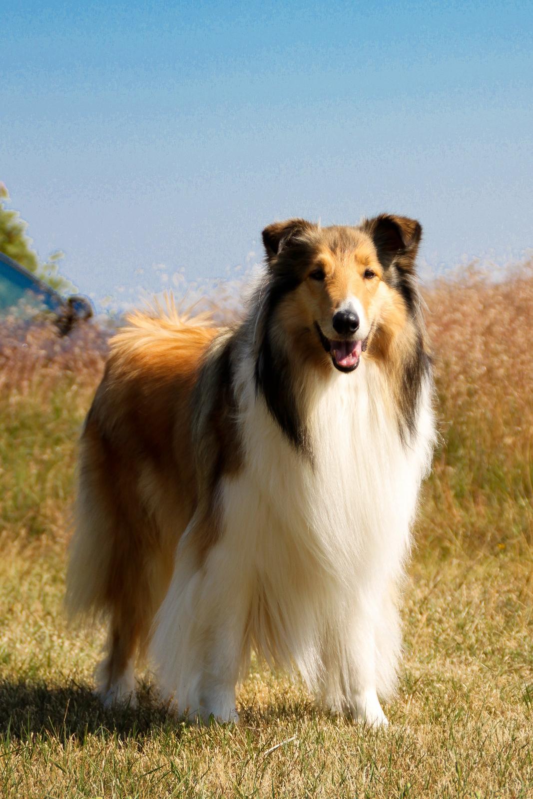 Collie langhåret Ebony Moor´s Adorable Alba billede 31