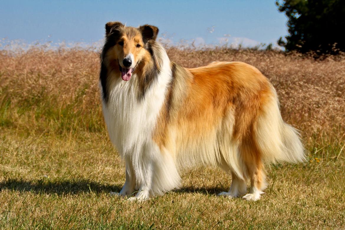 Collie langhåret Ebony Moor´s Adorable Alba billede 32