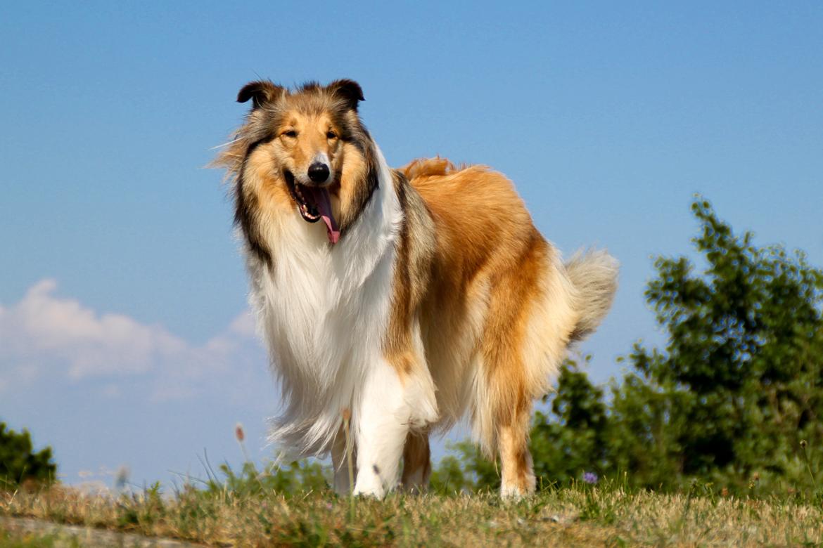 Collie langhåret Ebony Moor´s Adorable Alba billede 33