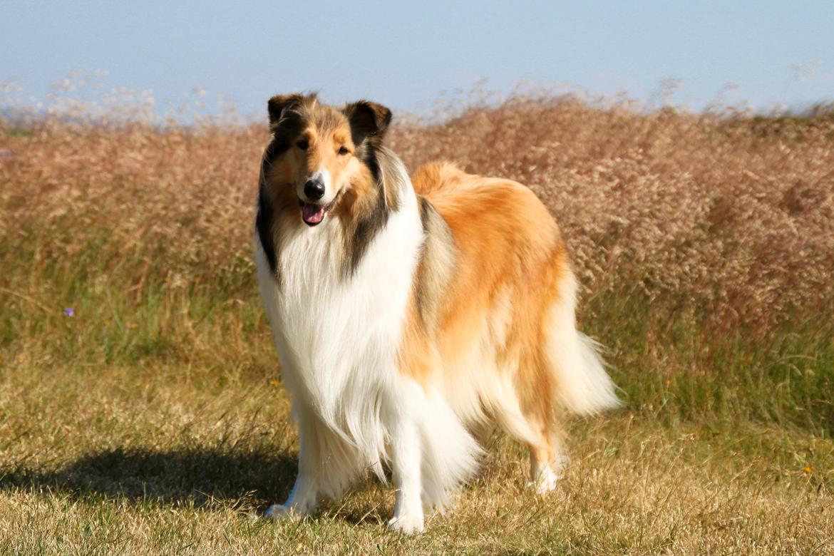 Collie langhåret Ebony Moor´s Adorable Alba billede 30