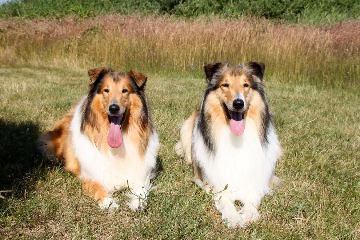 Collie langhåret Ebony Moor´s Adorable Alba billede 35