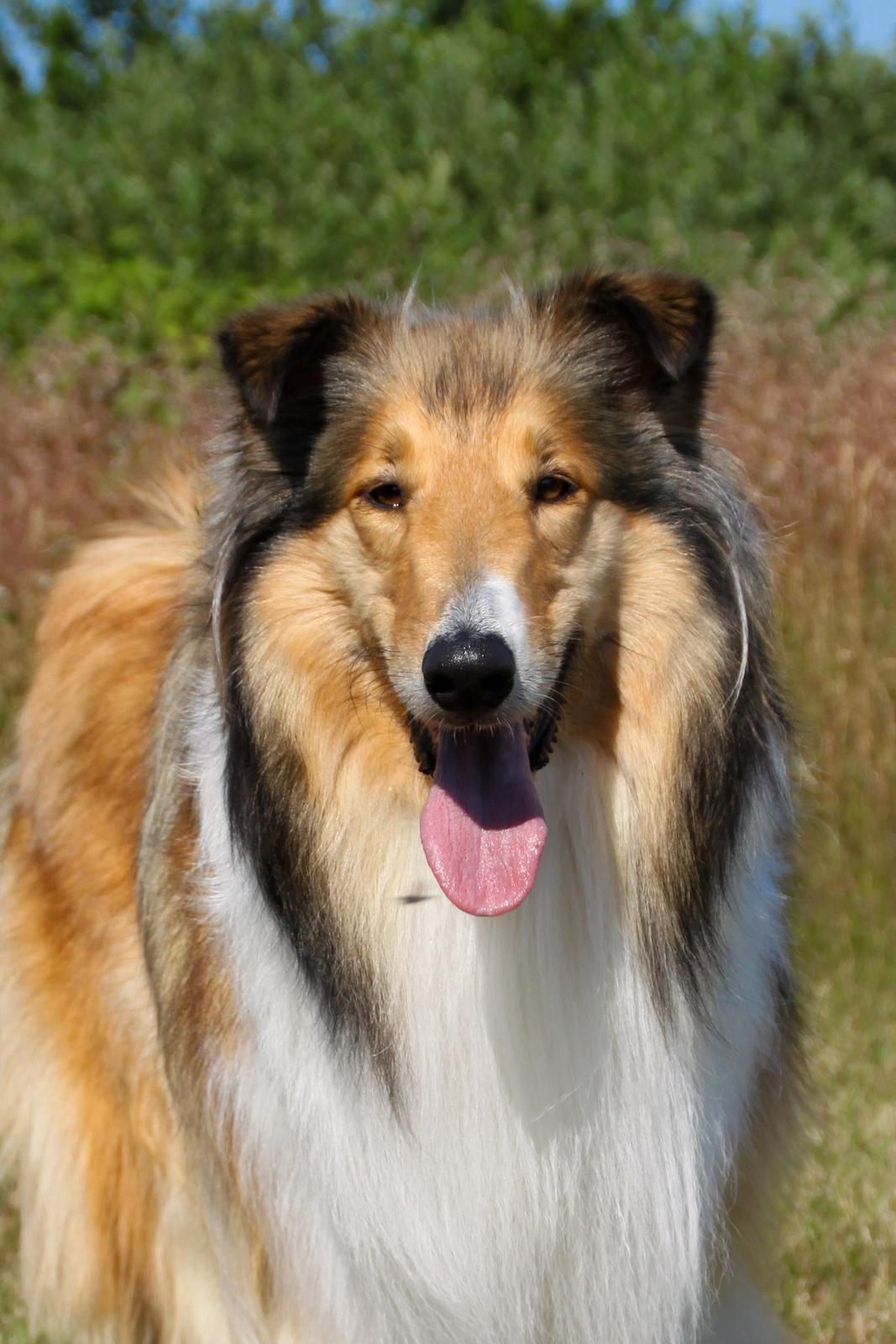 Collie langhåret Ebony Moor´s Adorable Alba billede 34