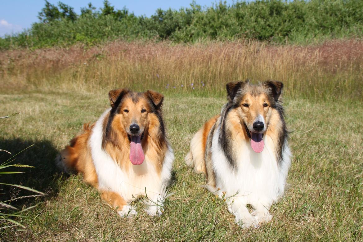 Collie langhåret Ebony Moor´s Adorable Alba billede 36