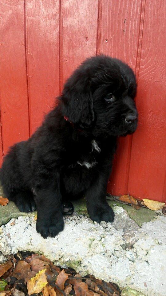 Newfoundlænder Samson billede 3