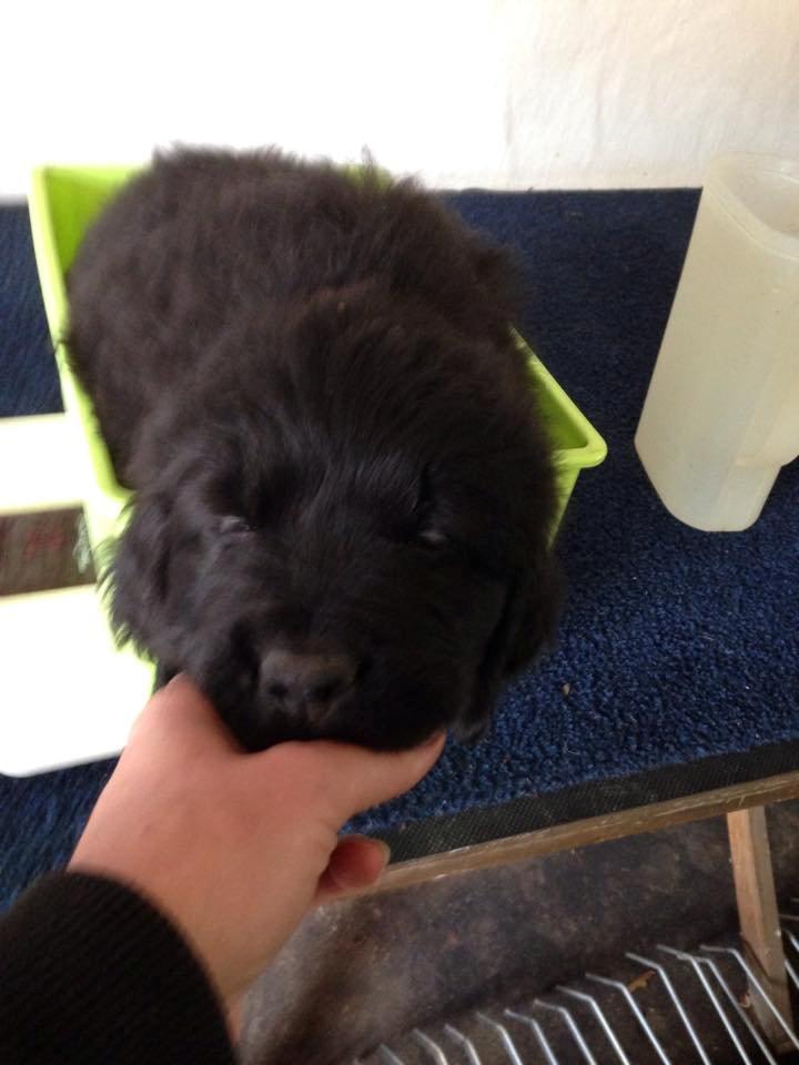 Newfoundlænder Samson billede 5