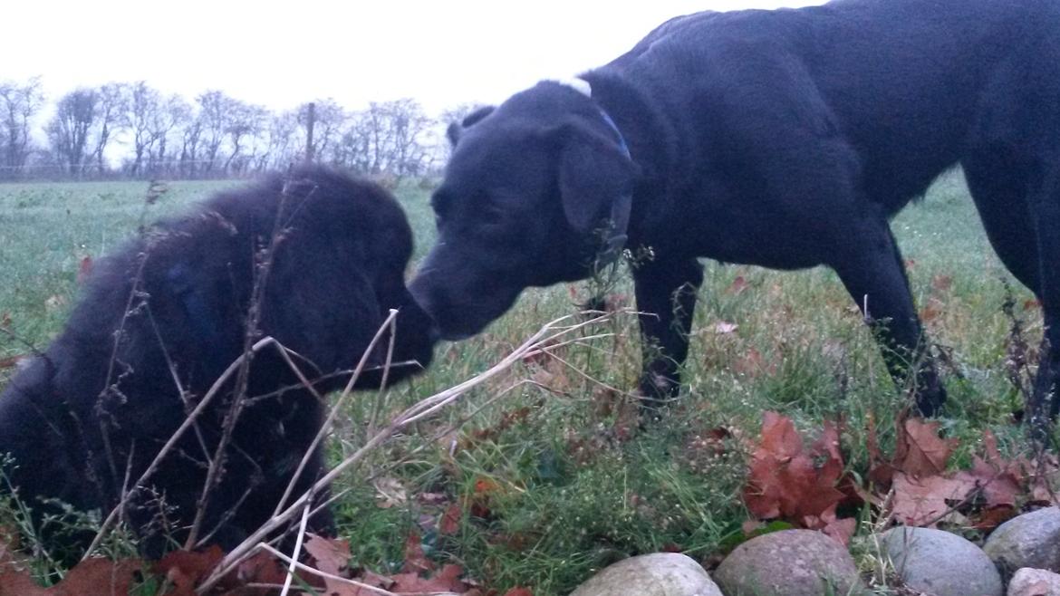 Newfoundlænder Samson billede 7