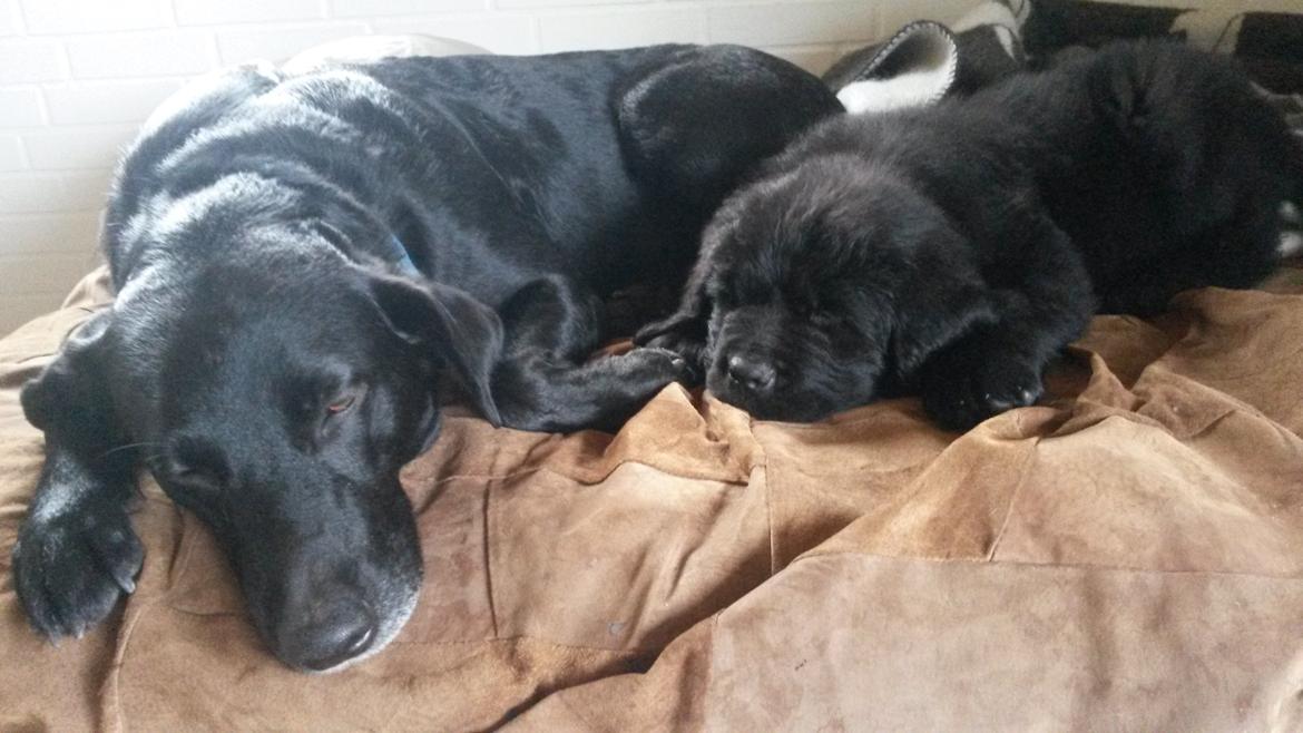 Newfoundlænder Samson billede 8