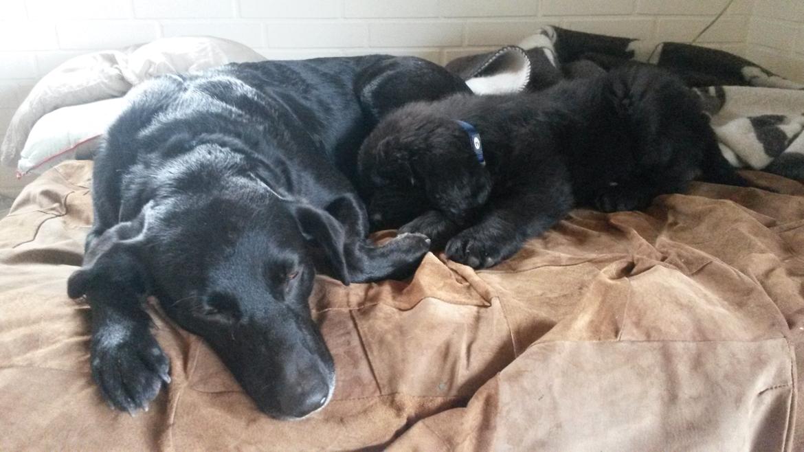 Newfoundlænder Samson billede 9