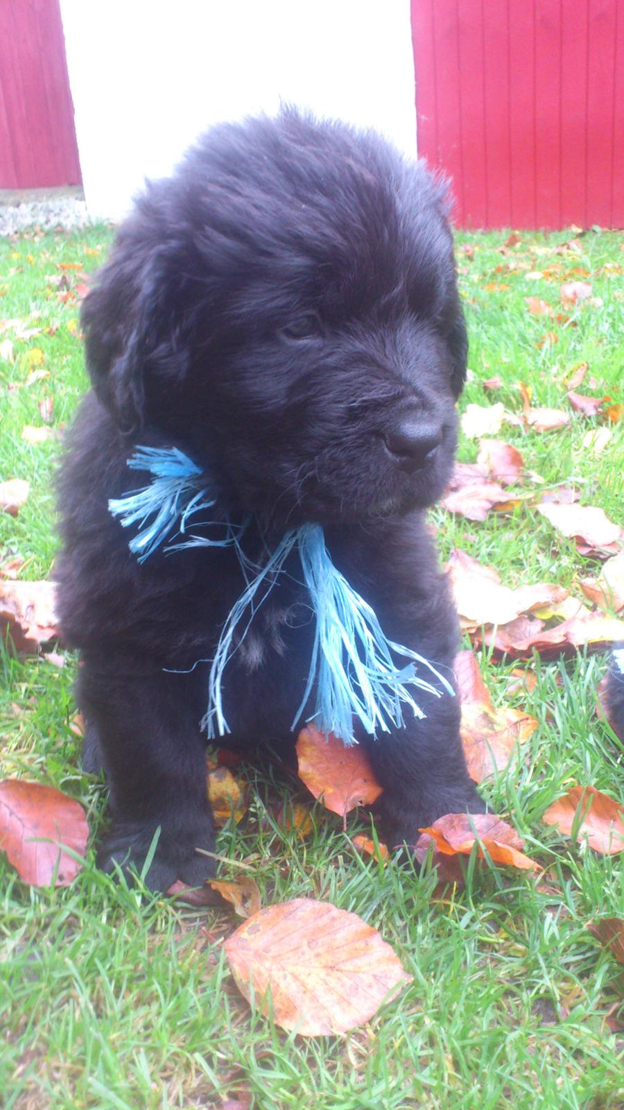 Newfoundlænder Samson billede 10