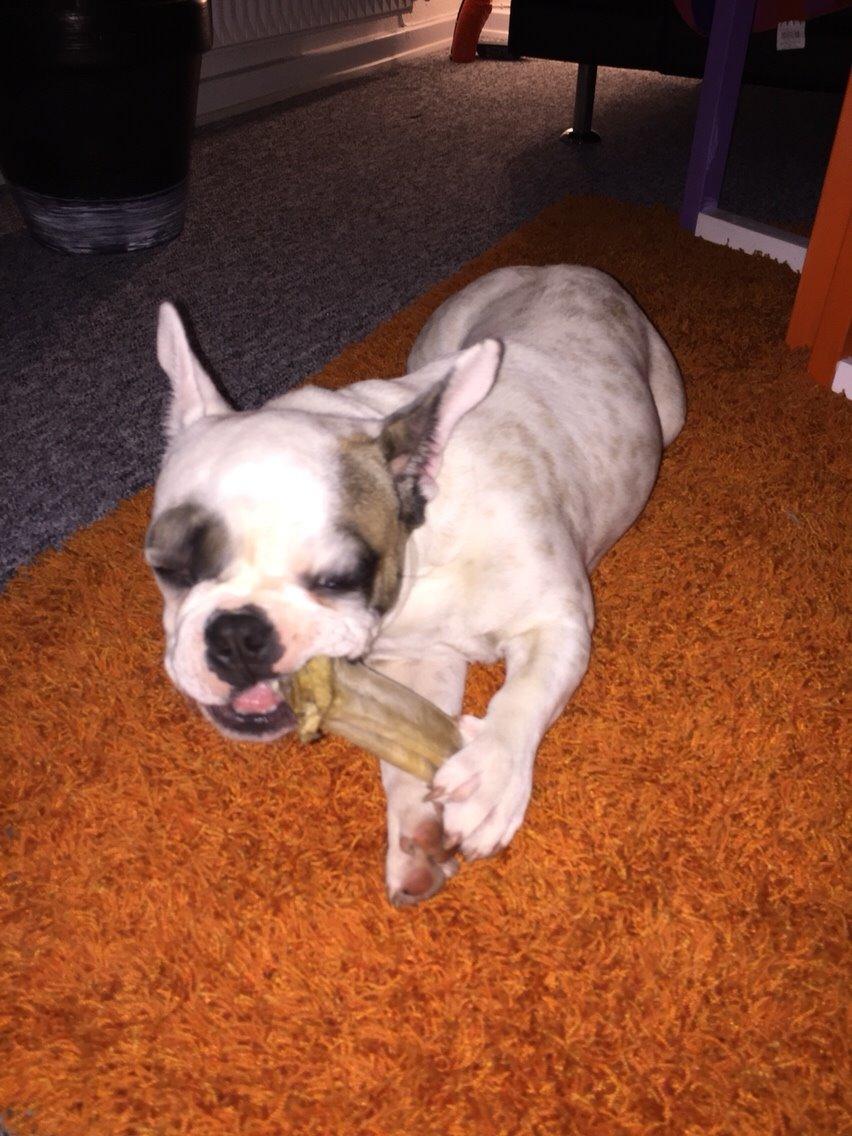 Fransk bulldog Puk billede 1