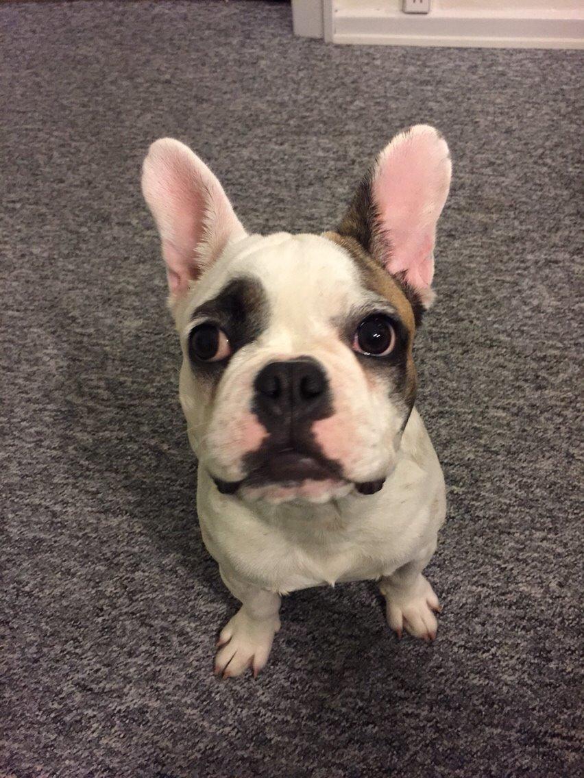 Fransk bulldog Puk billede 2