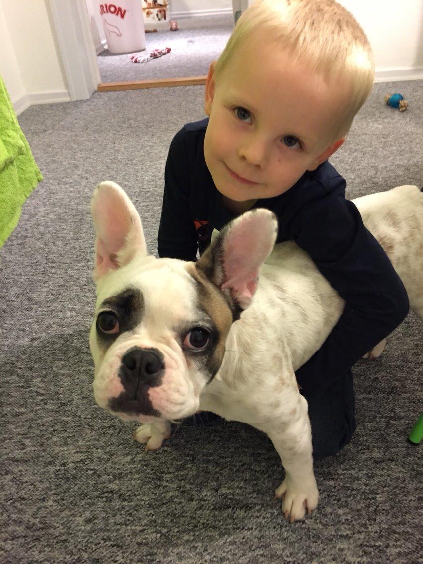 Fransk bulldog Puk billede 3