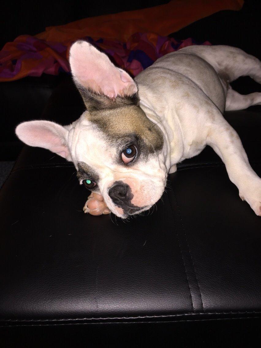 Fransk bulldog Puk billede 4