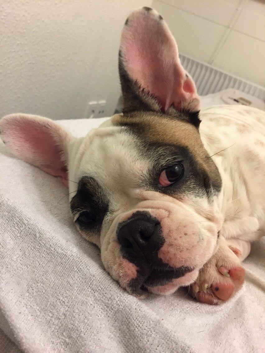 Fransk bulldog Puk billede 5