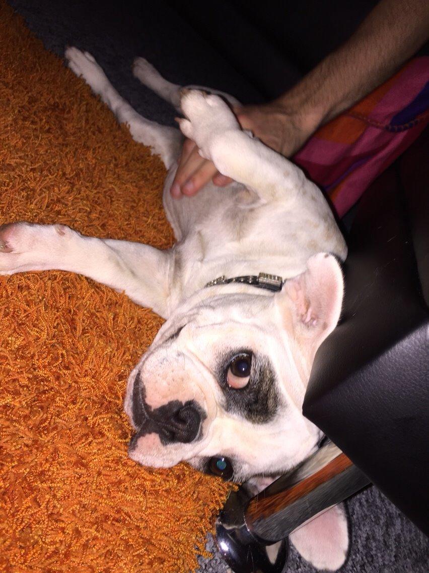 Fransk bulldog Puk billede 6