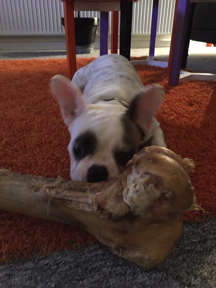 Fransk bulldog Puk billede 7