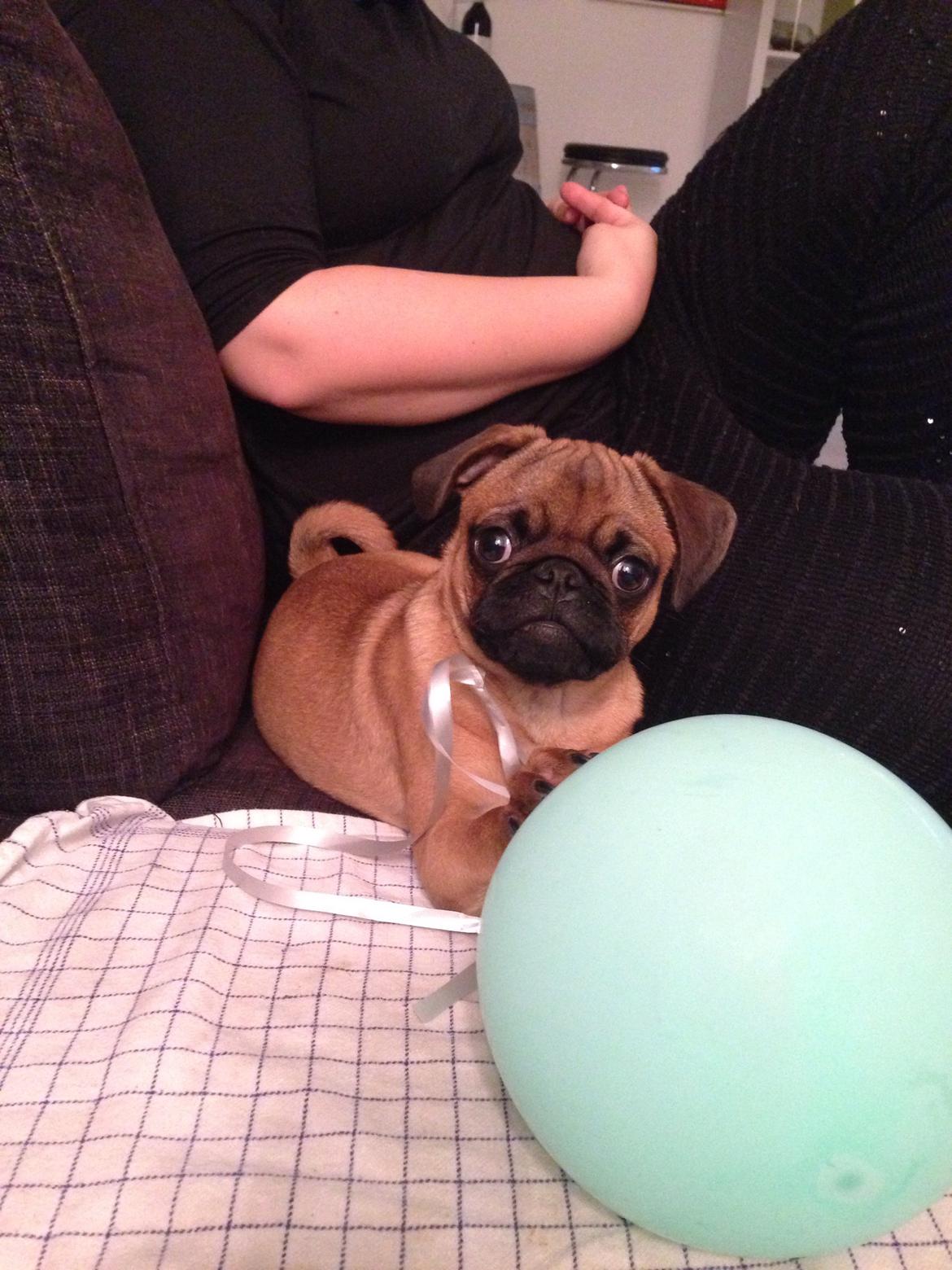 Mops Eddie billede 9