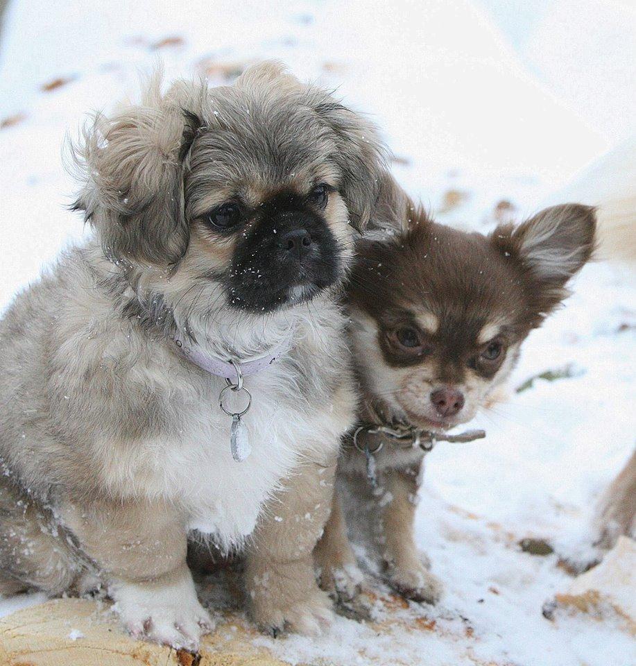 Blanding af racer Lilo billede 3