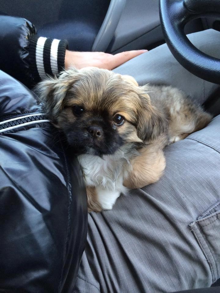 Blanding af racer Lilo billede 4