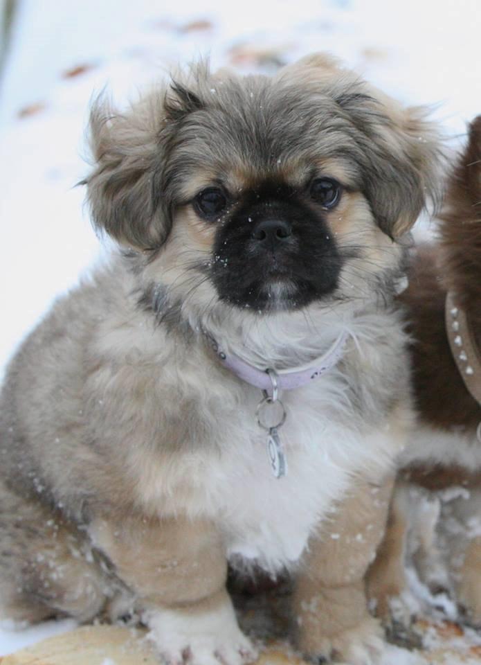 Blanding af racer Lilo billede 5