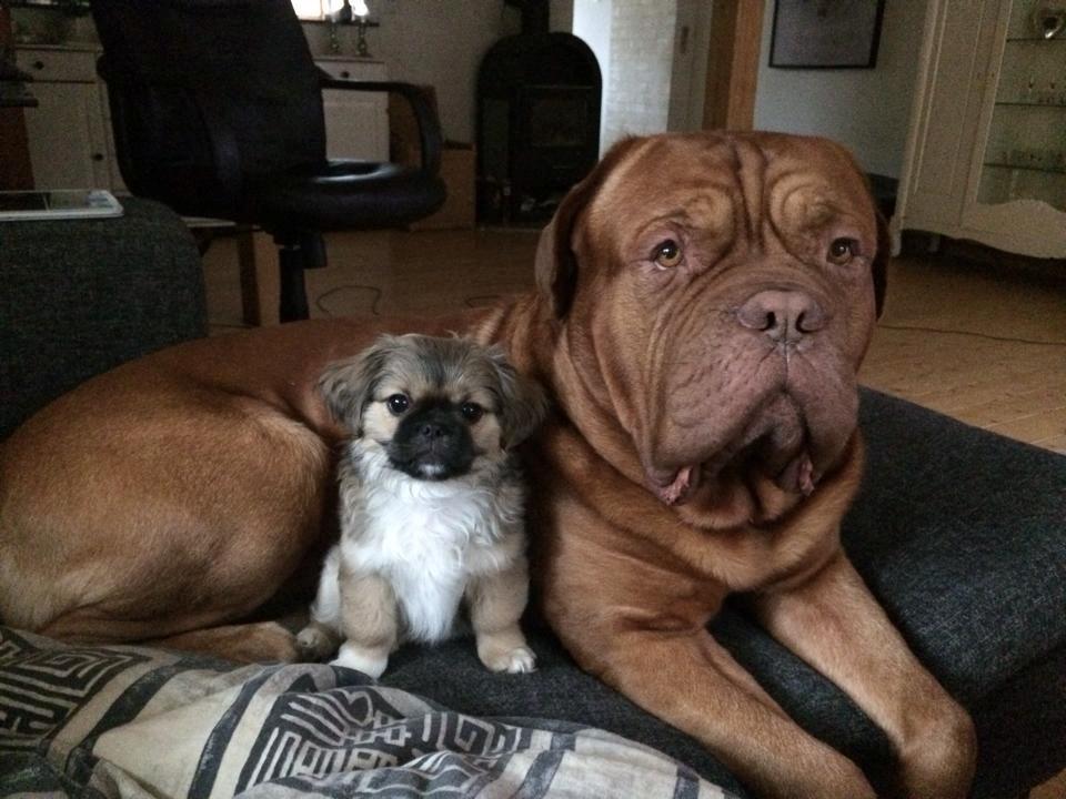 Blanding af racer Lilo billede 6