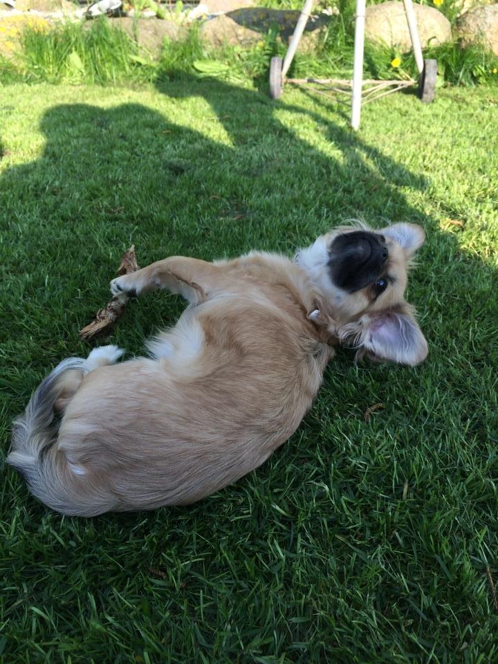 Blanding af racer Lilo billede 7