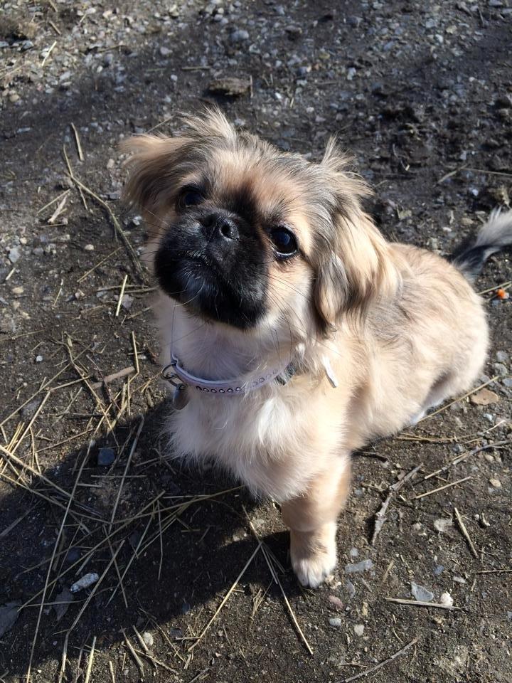 Blanding af racer Lilo billede 8