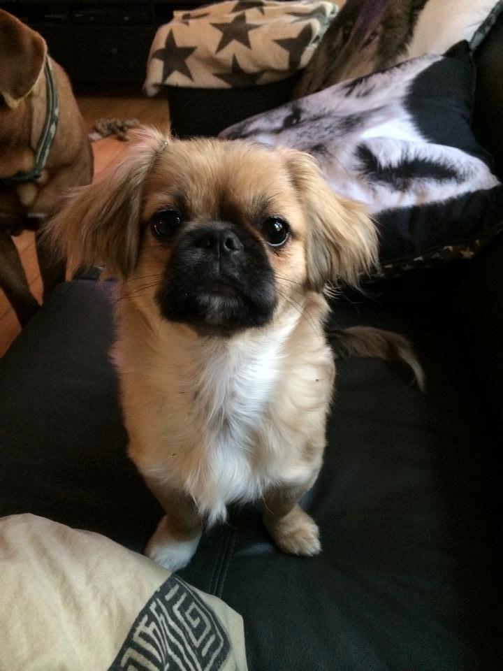 Blanding af racer Lilo billede 9