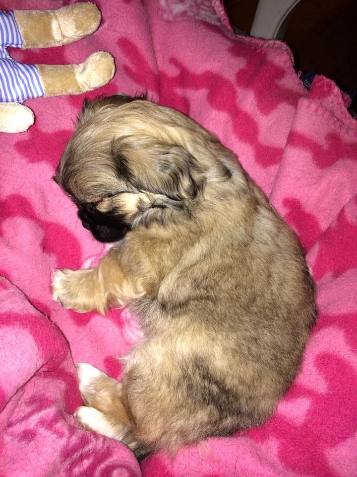 Blanding af racer Lilo billede 2