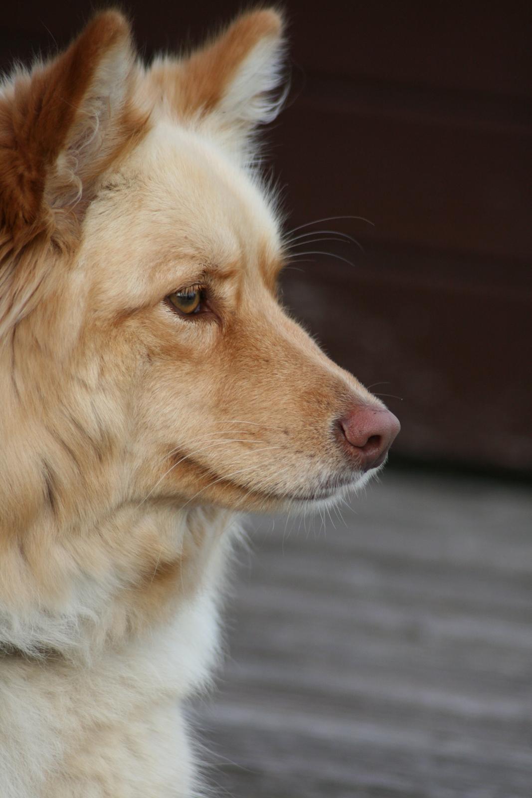 Finsk lapphund Leika (Ramona) billede 22